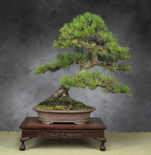 Japon pin noir pinus - pin,