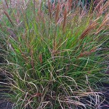 Miscanthus sinensis 'Cute One'® - Roseau de Chine nain