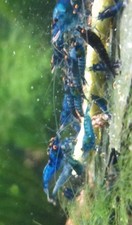 Neocaridina Davidi Orange Eyes Blue Démon Crevette Aquarium