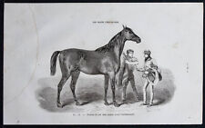 1882 - Poulain de pur sang anglais - Gravure ancienne - Cheval & équitation