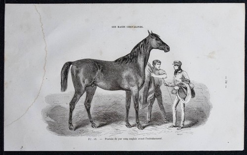 1882 poulain pur - de, sang