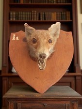 Ancienne tête de renard taxidermie vintage, curiosité déco cabinet collection