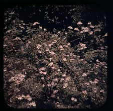  Fleurs Roses Jardin c1910 Photo Stereo Verre Autochrome Vintage §fn7