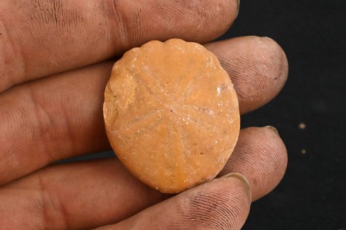 Oursin fossile rotuloidea - oursin,