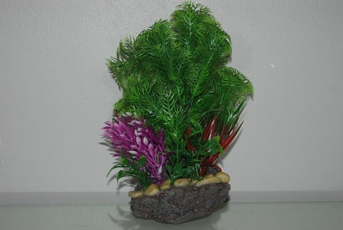 Plante aquarium rock - d'aquarium,