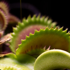 Plante Carnivore - Dionaea