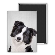 Chien border collie-Magnet