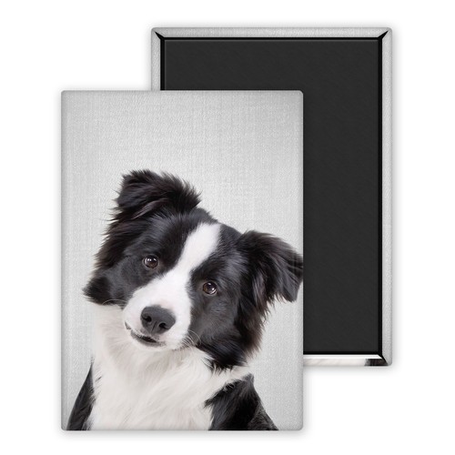 Chien border collie magnet - border, collie-magnet