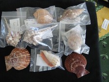 Coquillage de collection 