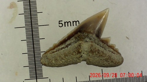 Shark tooth dents - shark,