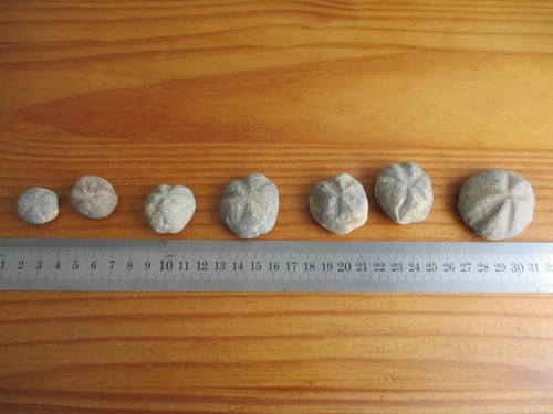 Lot fossiles a confirmer - 7,