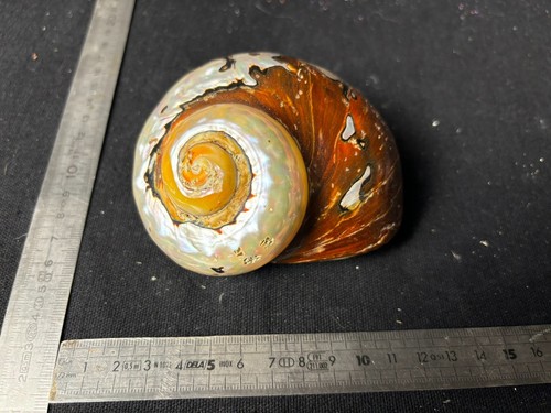 Vente coquillage fossile - vente, d'un