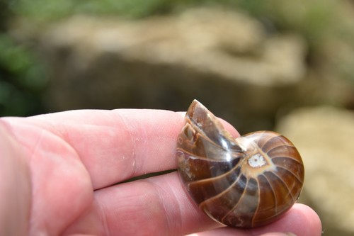 Cymatoceras sakalavus albien - cymatoceras,