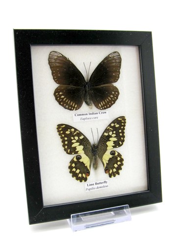 Vrais beaux papillons - 2,