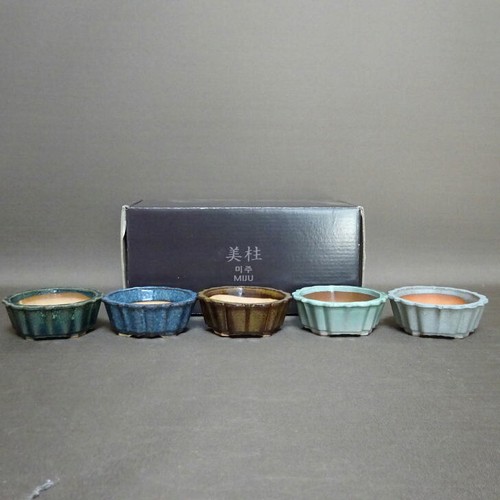 Miju mini bonsai - mini, 5