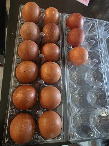 Maran hatching eggs - hatching,