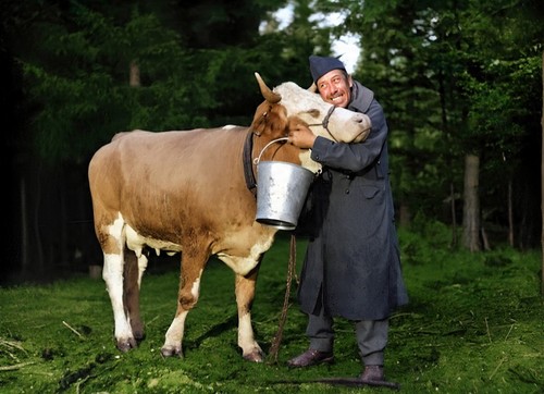 Photo vache le - la,
