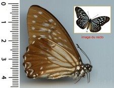 Nymphalidae - IDEOPSIS