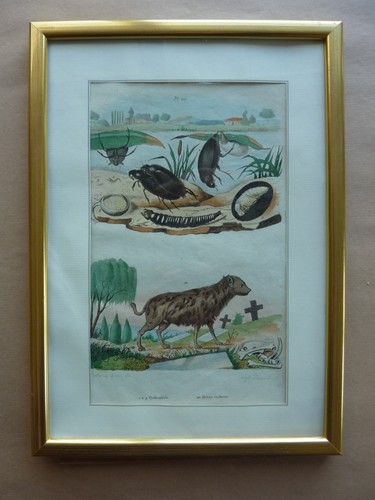 Gravure couleurs xixe - ++,