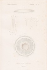 Aequorea Violacea Méduses