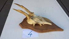 N°4. Massacre trophée de chevreuil avec crâne monté en écusson.