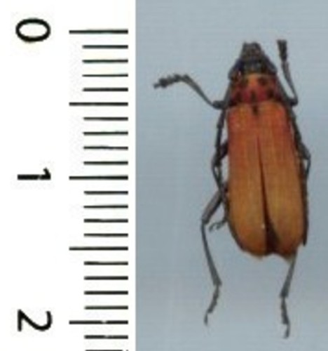 Cerambycidae purpuricenus - cerambycidae,