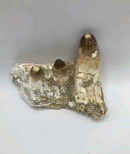 Rare mâchoire de crocodile