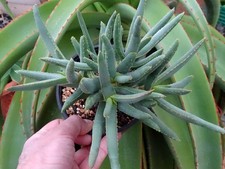 ALOE RAMOSISSIMA cactus