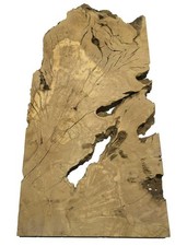 Planche En Bois De Racine