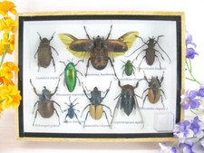 Insectes 3D - exotiques réel