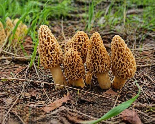 Mycélium morille blonde - de,