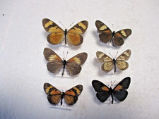 Entomologie Nymphalidae Actinote  6 specimens déterminés Equateur