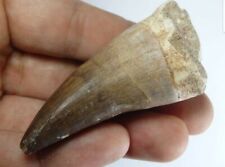 Mosasaure Dent 70mmm