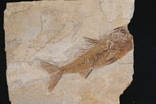 Grand Poisson fossile Dapalis