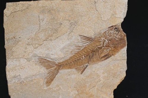 Grand poisson fossile dapalis - poisson,