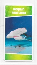 Carte Cartatoto - Requin Marteau