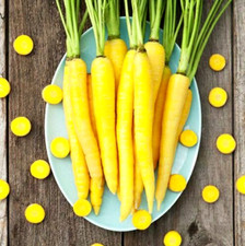 150 graines de CAROTTE JAUNE (Daucus carota SOLAR YELLOW)N55 CARROT SEEDS SAMEN
