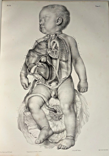 Anatomie homme et - anatomie,