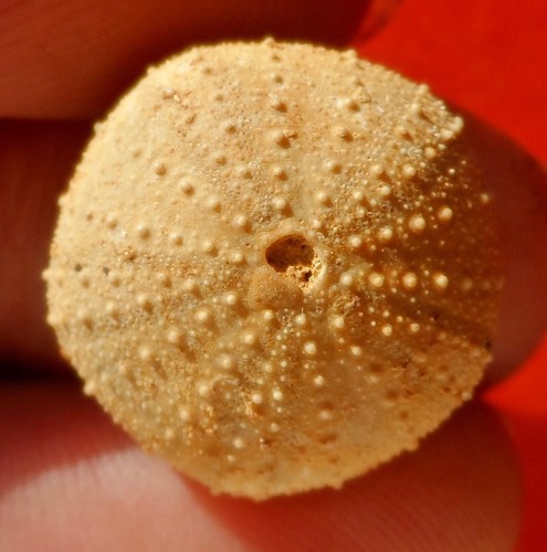 Oursin fossile jurassique - oursin, de