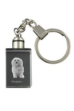 Havanese, Bichon Havanais