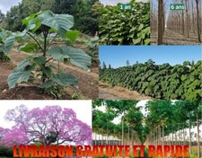 Paulownia - Z07 - Super Hybride, 10 Graines, Croissance la Plus Rapide au monde!