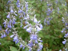 Salvia Mellisodora   (20 Graines/Seeds)
