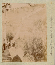 Portugal, Abattage d'un arbre