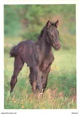 Animaux - Chevaux - Cheval de