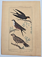 Gravure oiseaux couleur XIXe 