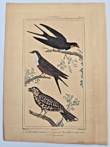Gravure oiseaux couleur xixe - gravure,