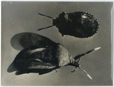 Photo tirage c.1950 -18x24 - 2 Insectes en gros plan macro photo insect 