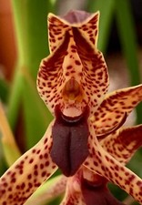 Maxillaria espèce oiseaux - maxillaria,