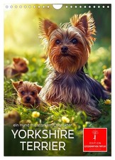 Yorkshire Terrier - un chien au caractère bien trempé (Calendrier mural 2026 DIN