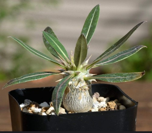 Pachypodium horombense - ,